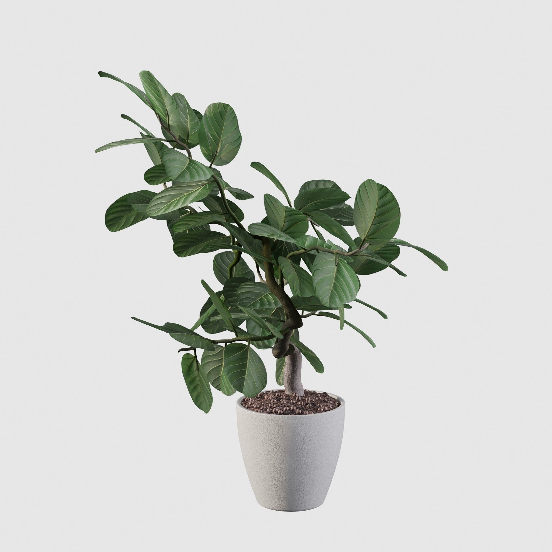 ficus benghalensis 3D model_40
