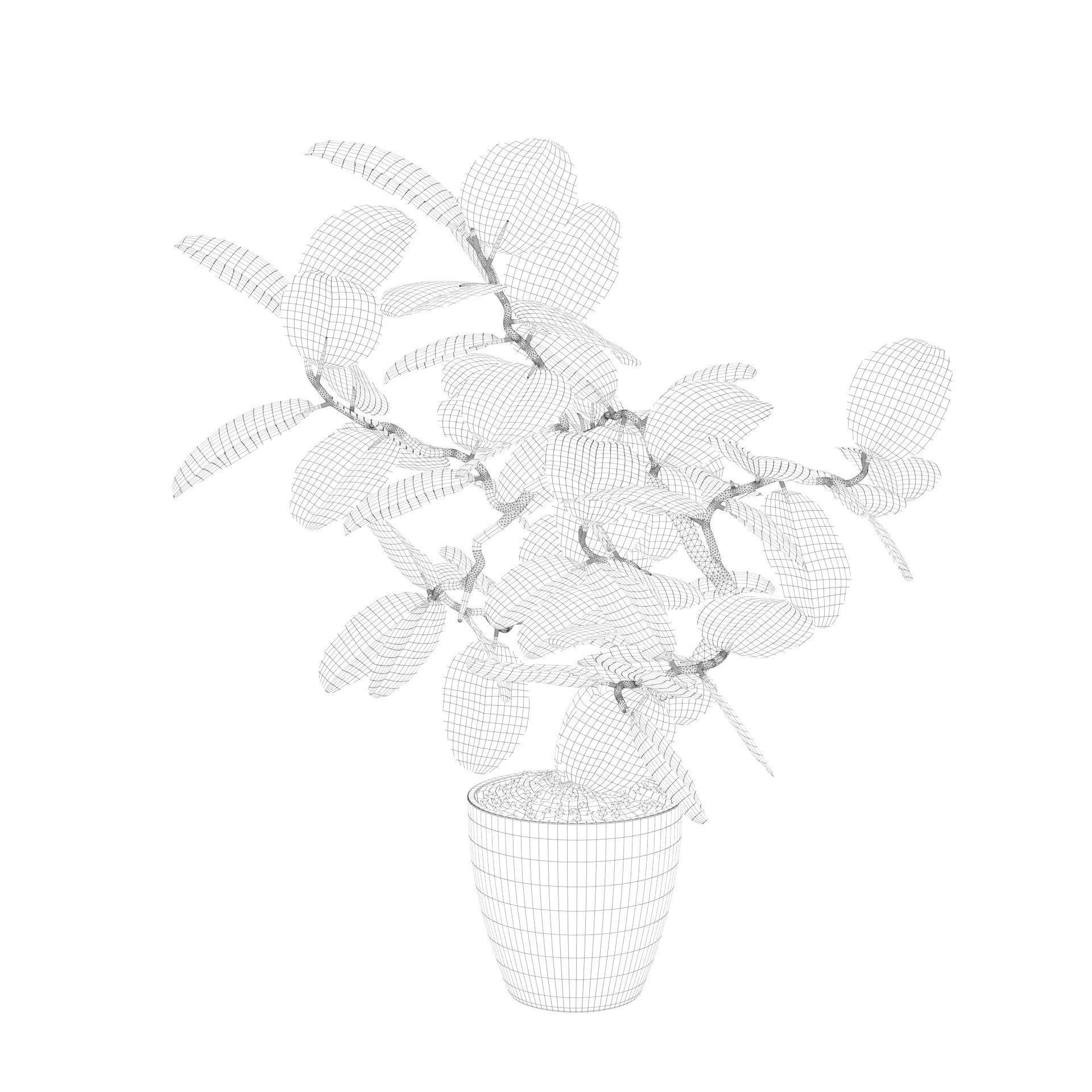 ficus benghalensis 3D model_34