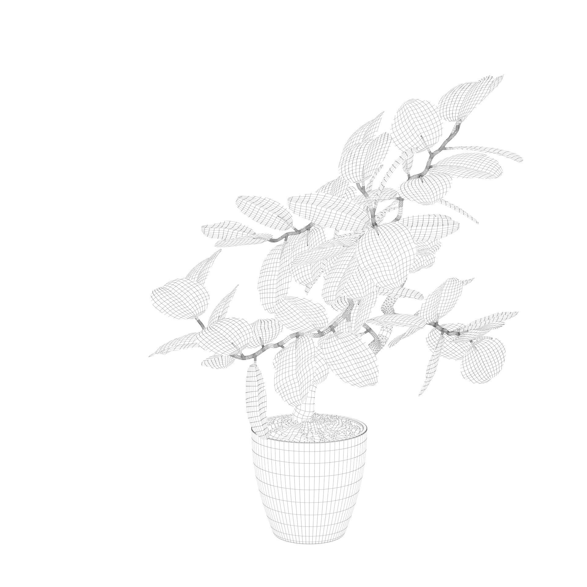 ficus benghalensis 3D model_35