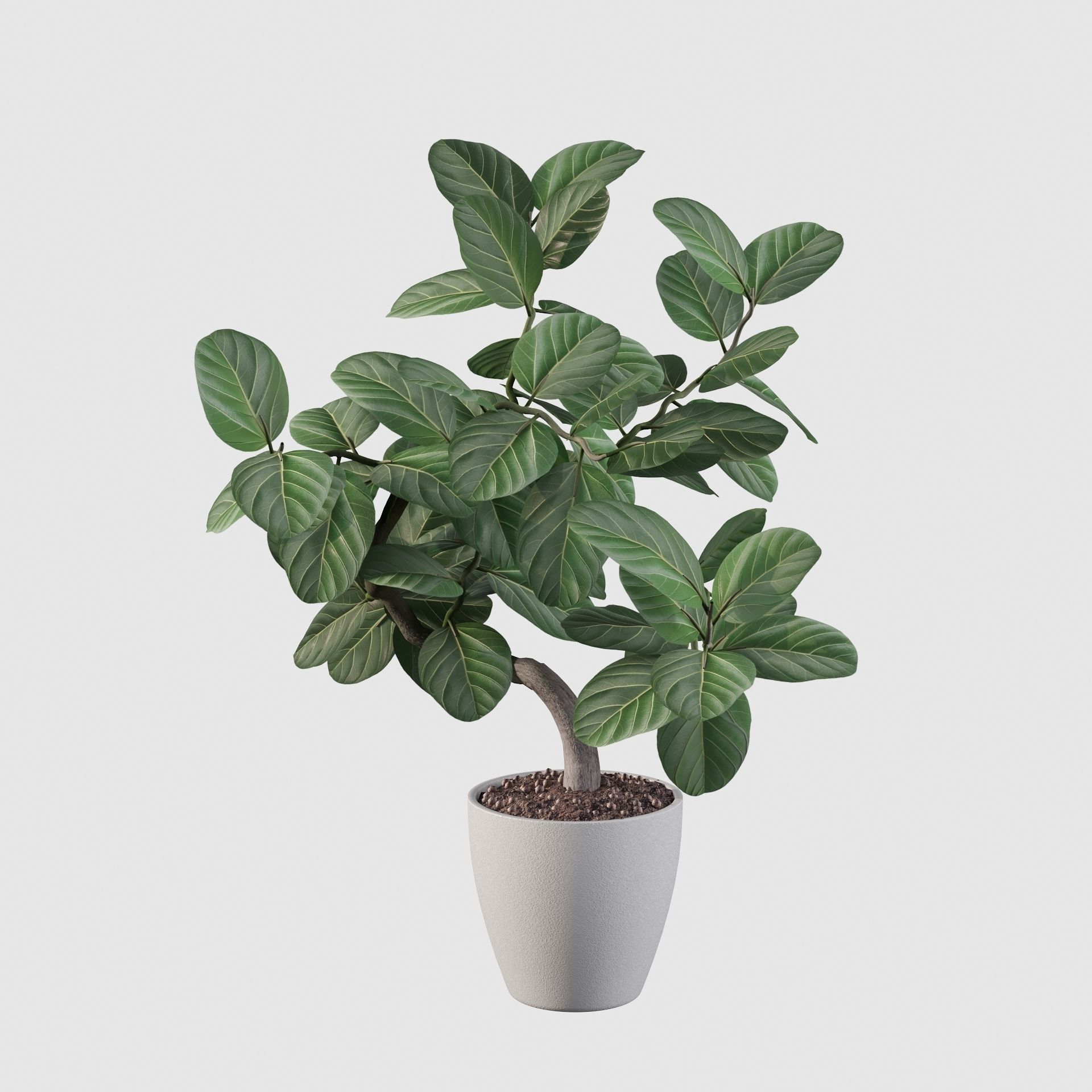 ficus benghalensis 3D model_17