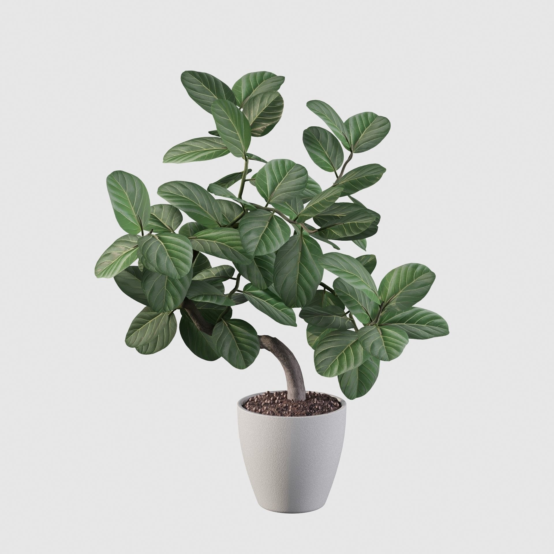 ficus benghalensis 3D model_16