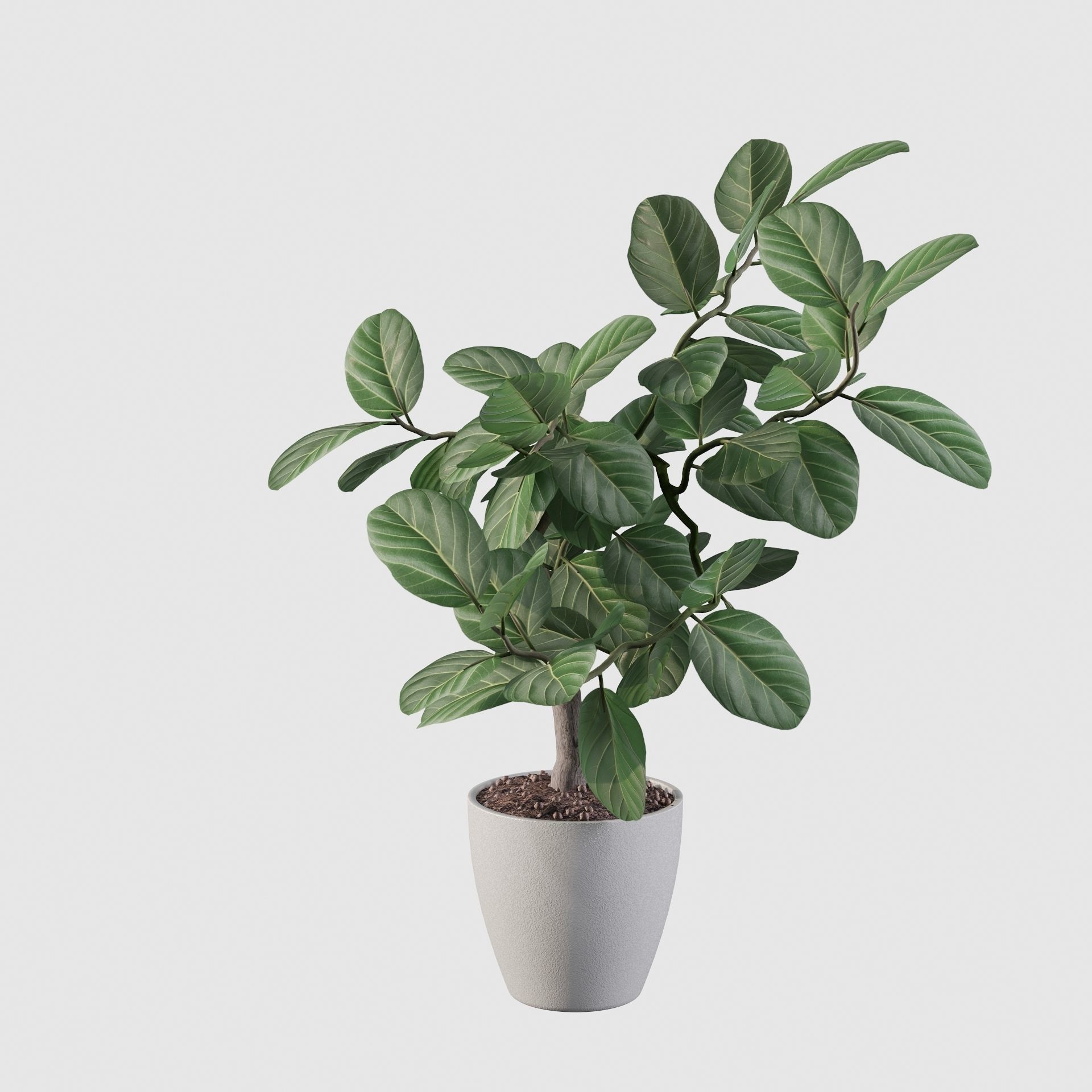 ficus benghalensis 3D model_37