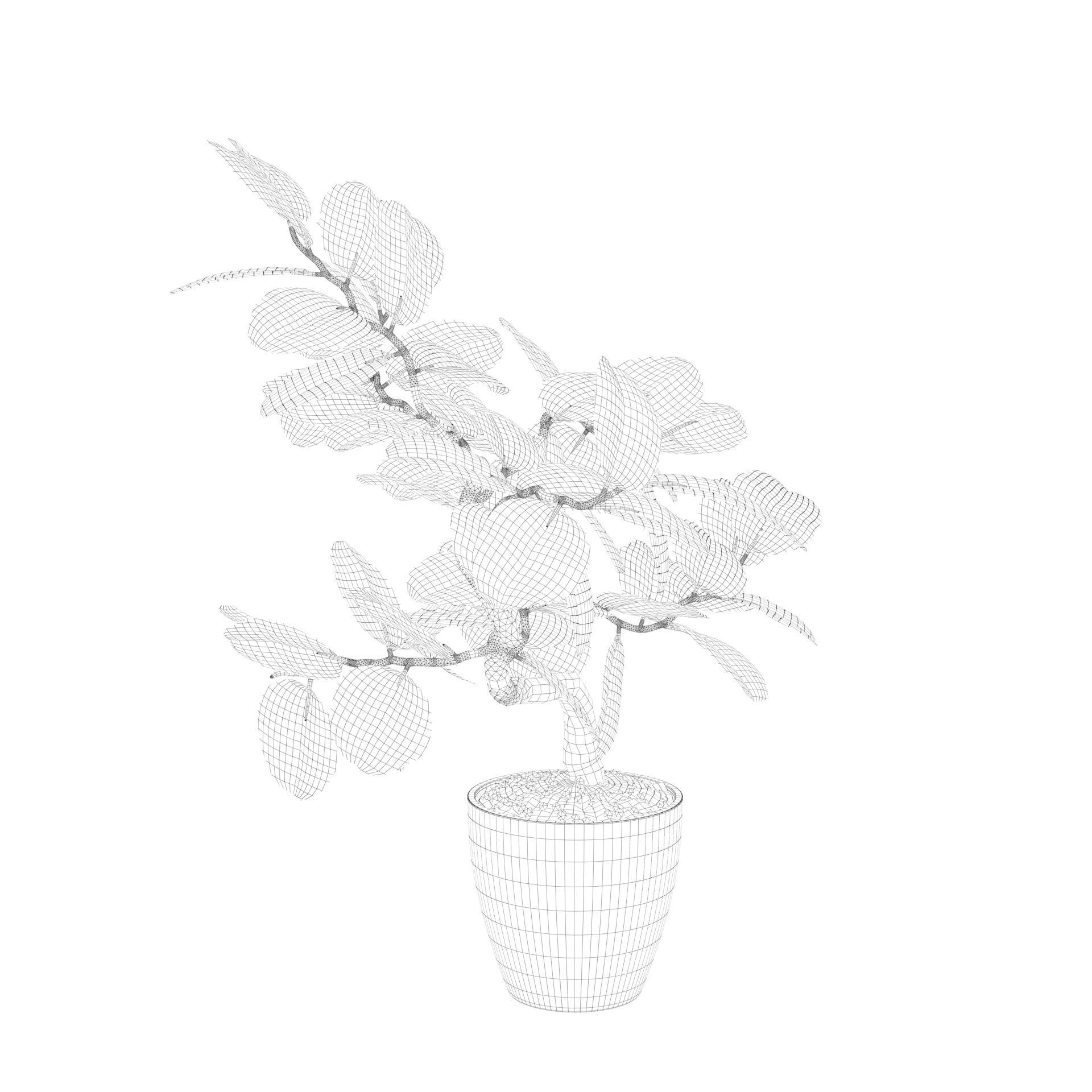ficus benghalensis 3D model_30