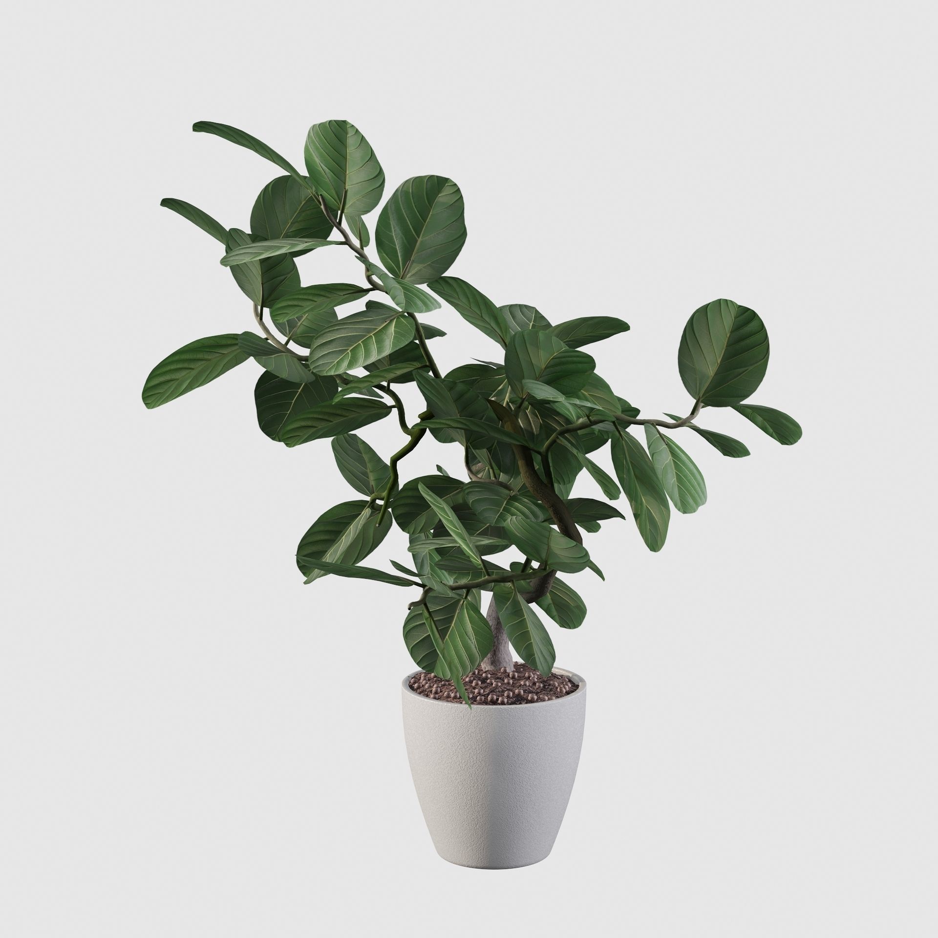 ficus benghalensis 3D model_59