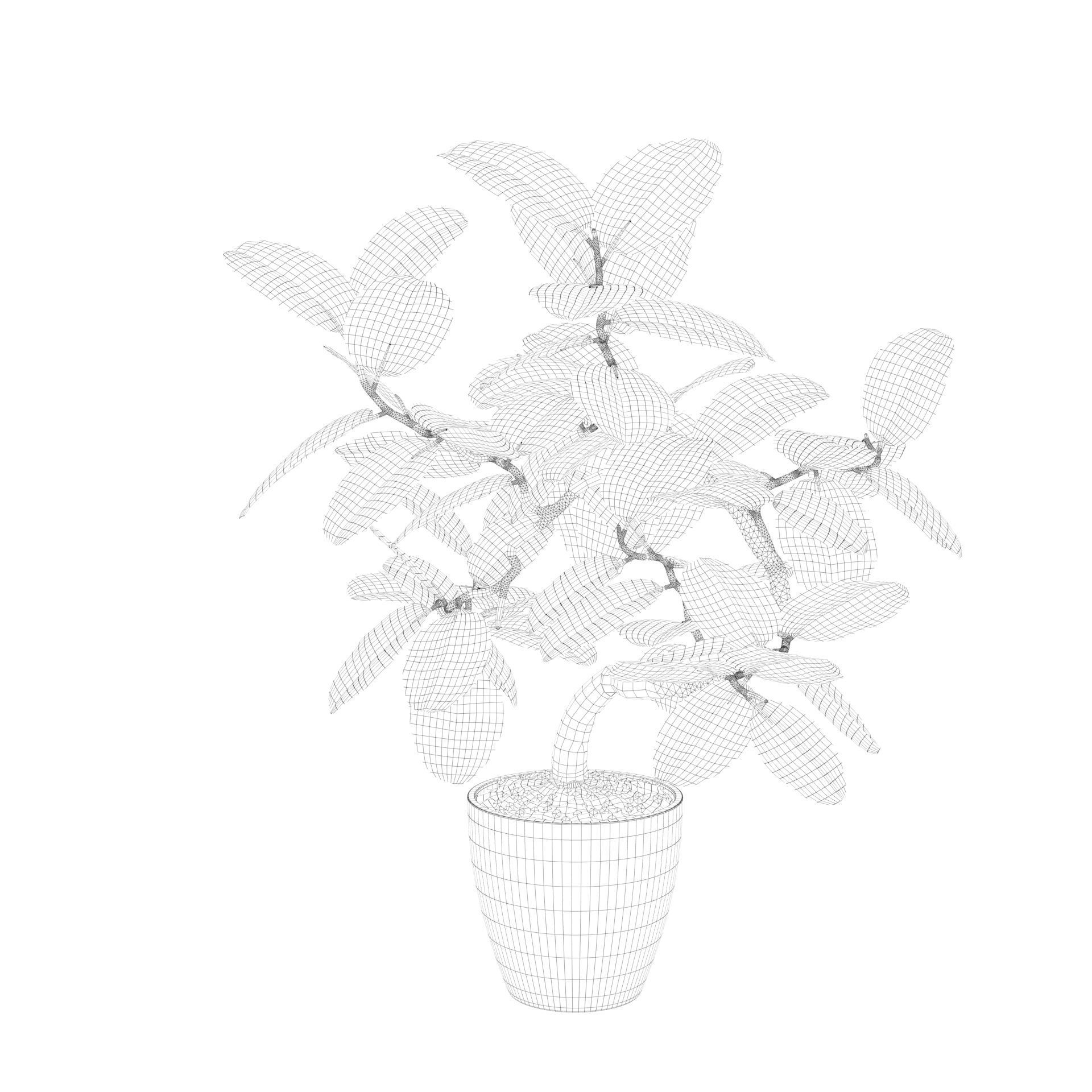 ficus benghalensis 3D model_45