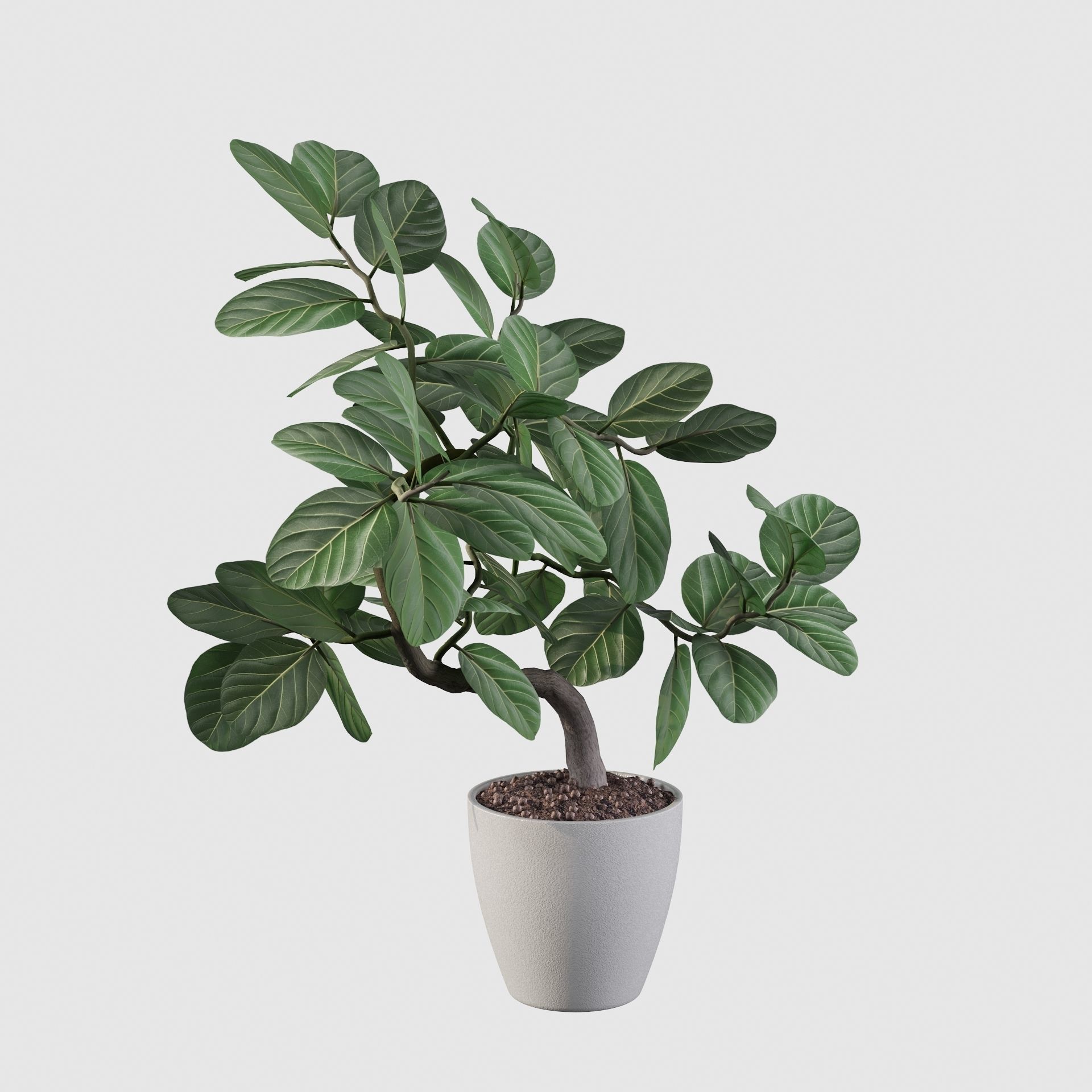 ficus benghalensis 3D model_64