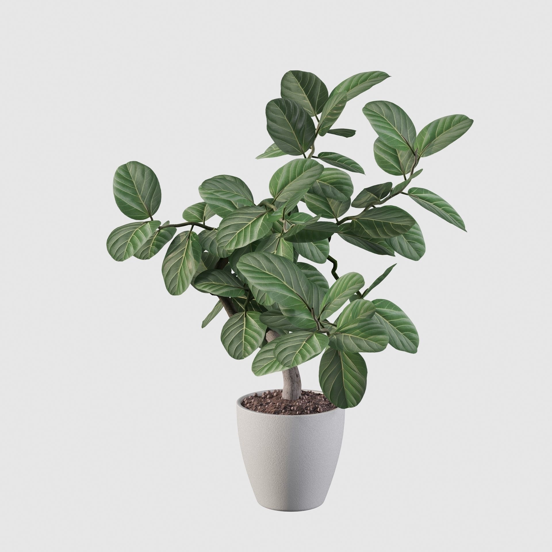 ficus benghalensis 3D model_27