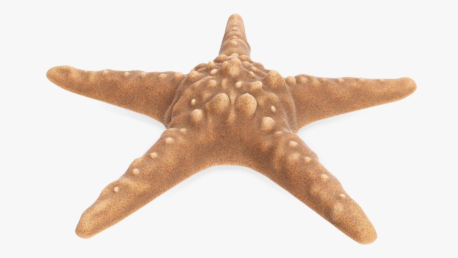 Sea star on a ground 3D model_2