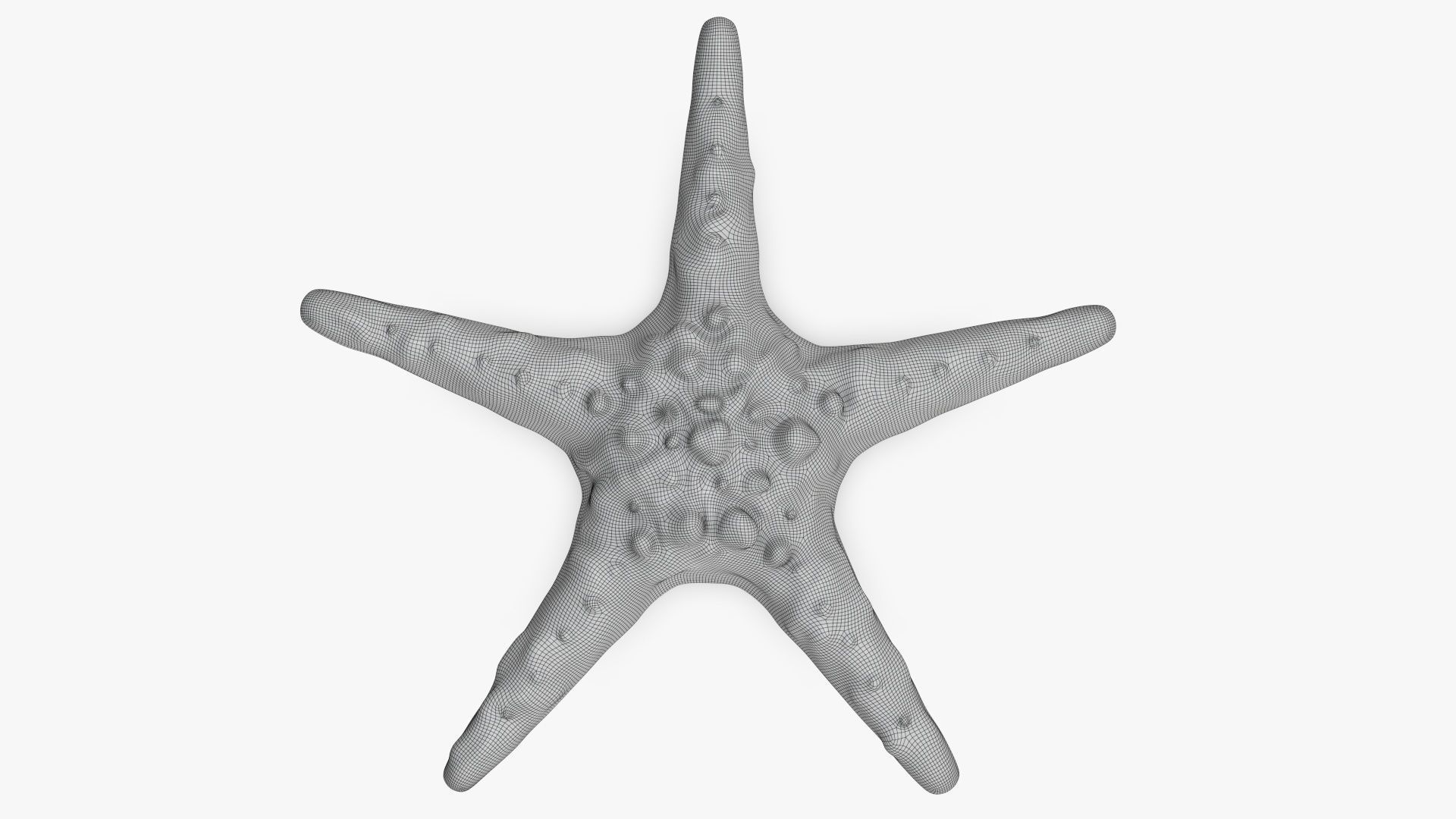 Sea star on a ground 3D model_8