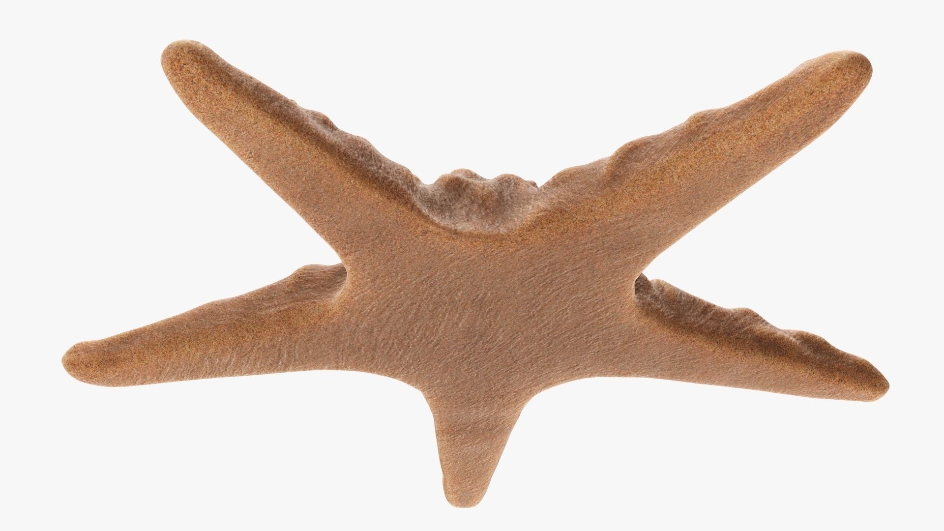 Sea star on a ground 3D model_4