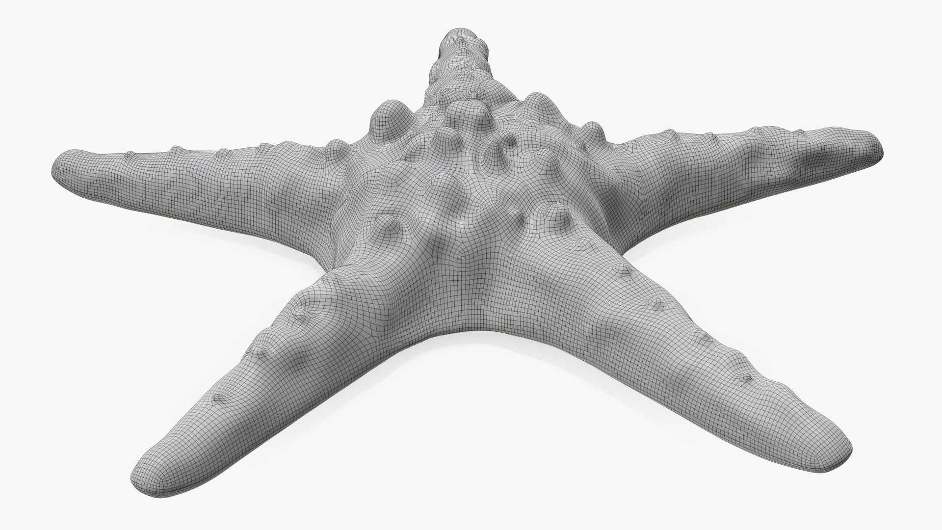 Sea star on a ground 3D model_6