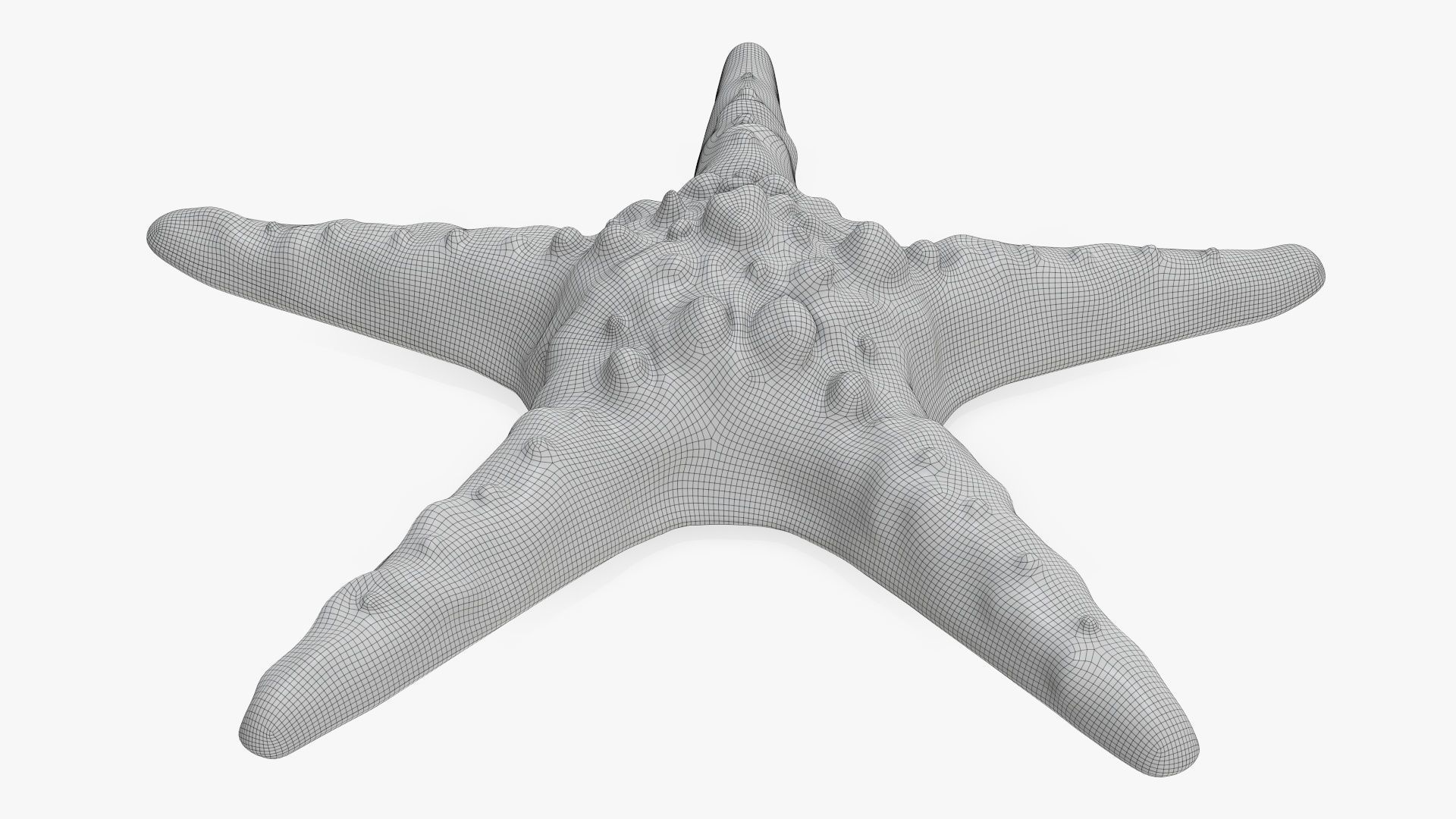 Sea star on a ground 3D model_7