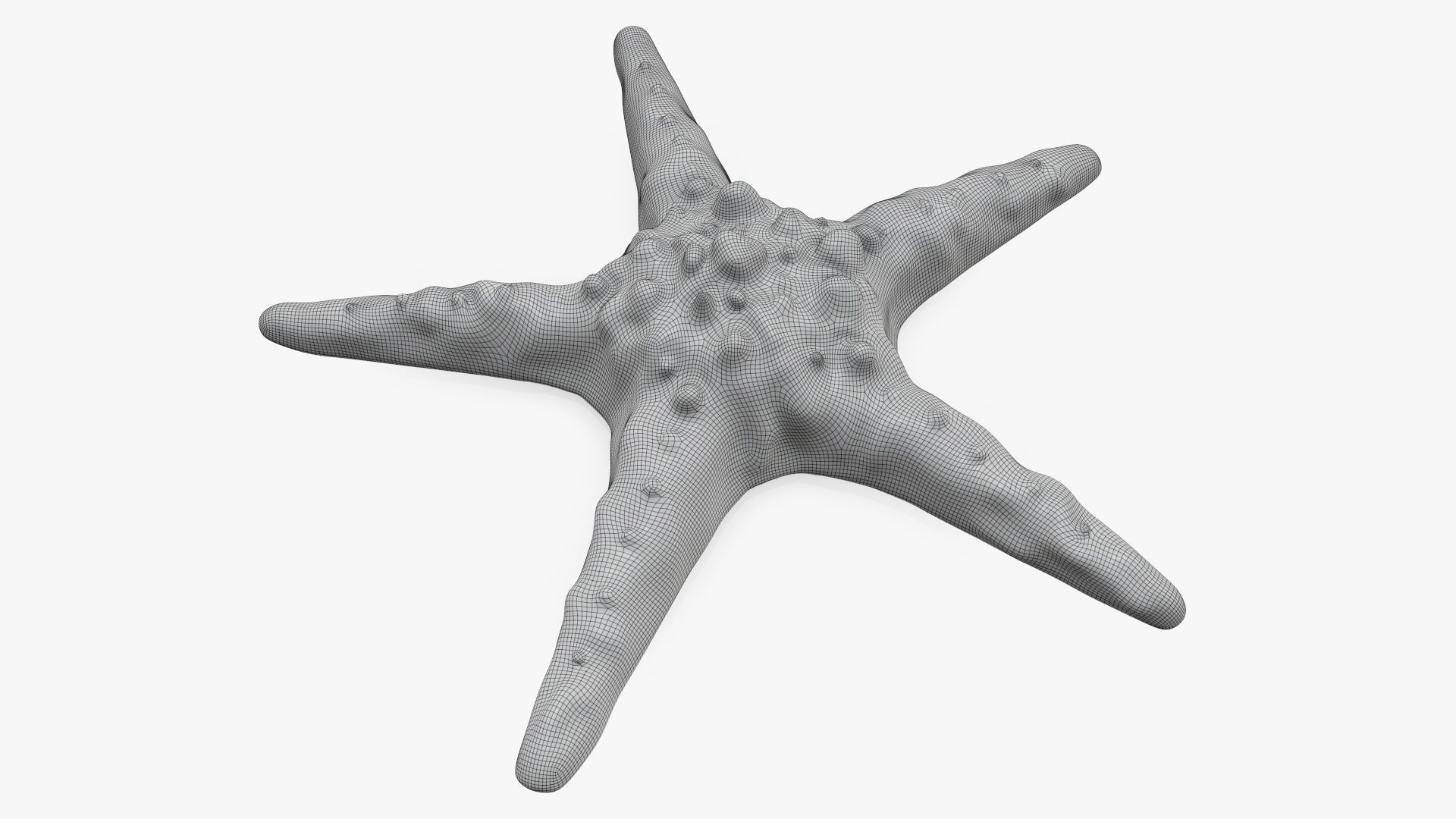 Sea star on a ground 3D model_5