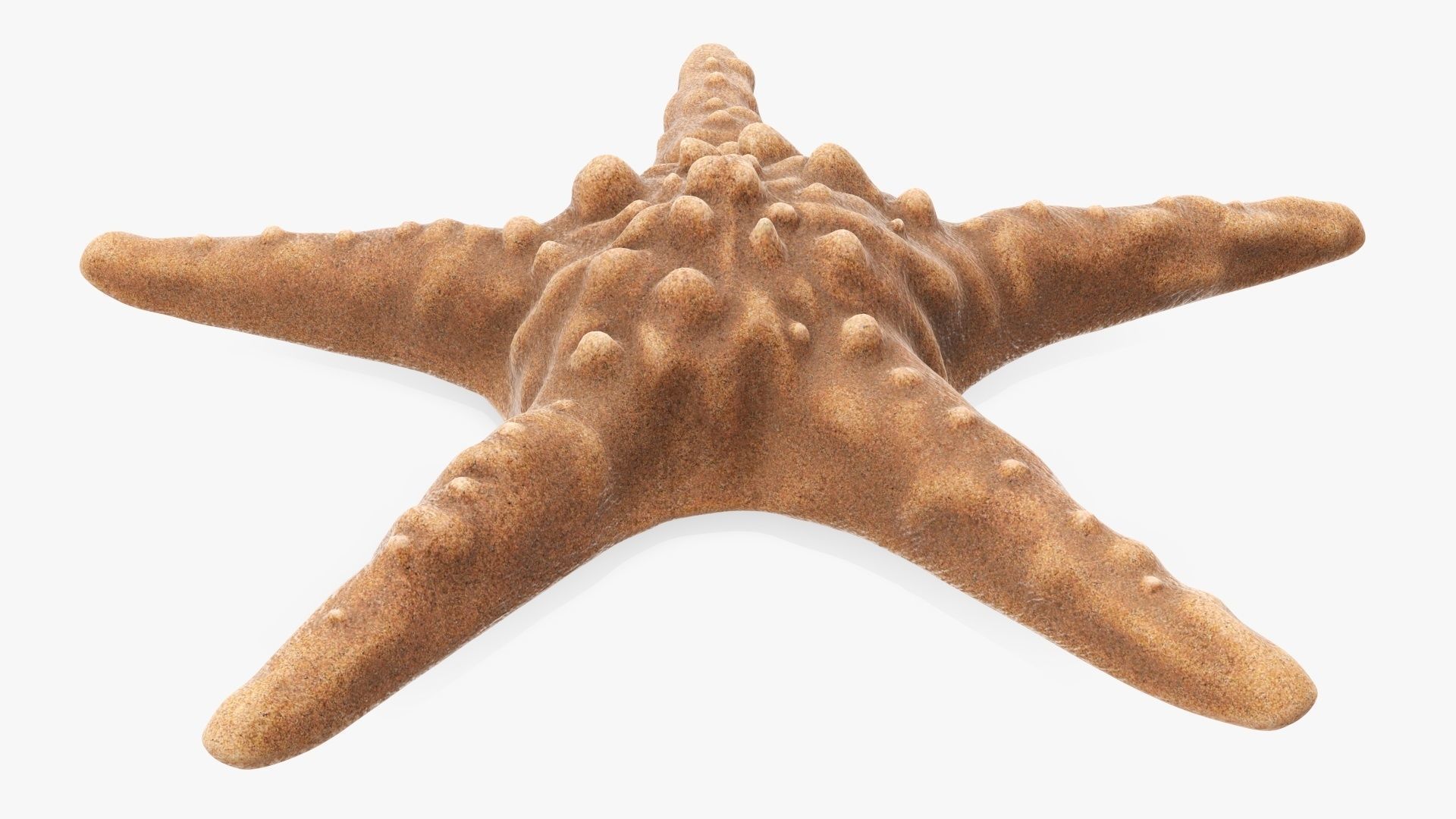 Sea star on a ground 3D model_1