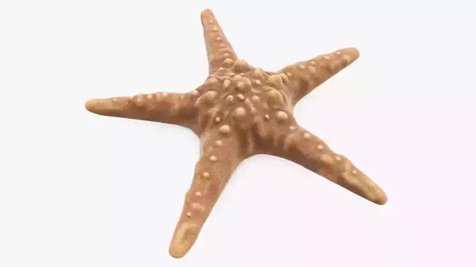 Sea star on a ground 3D model