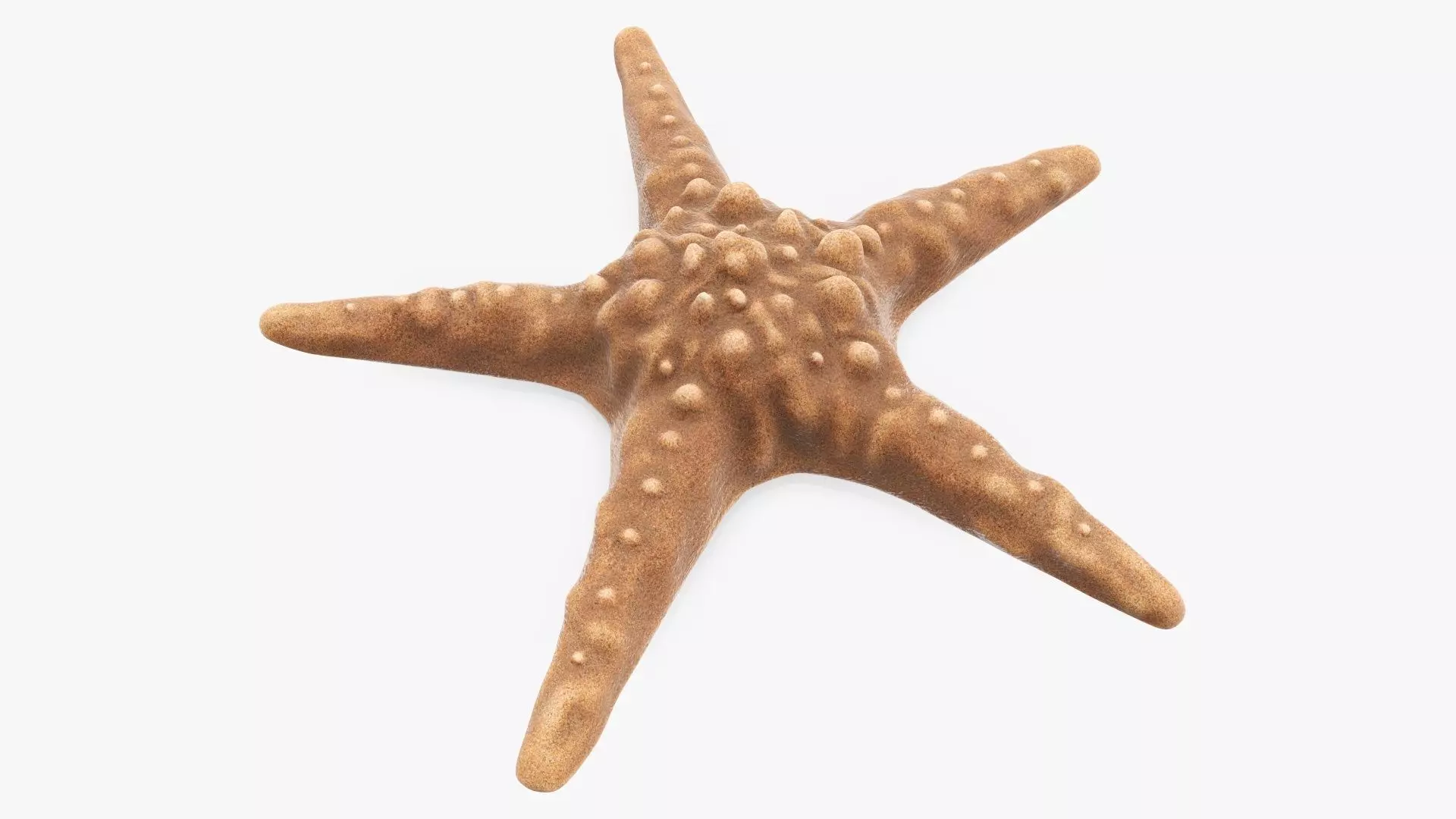 Sea star on a ground 3D model_0