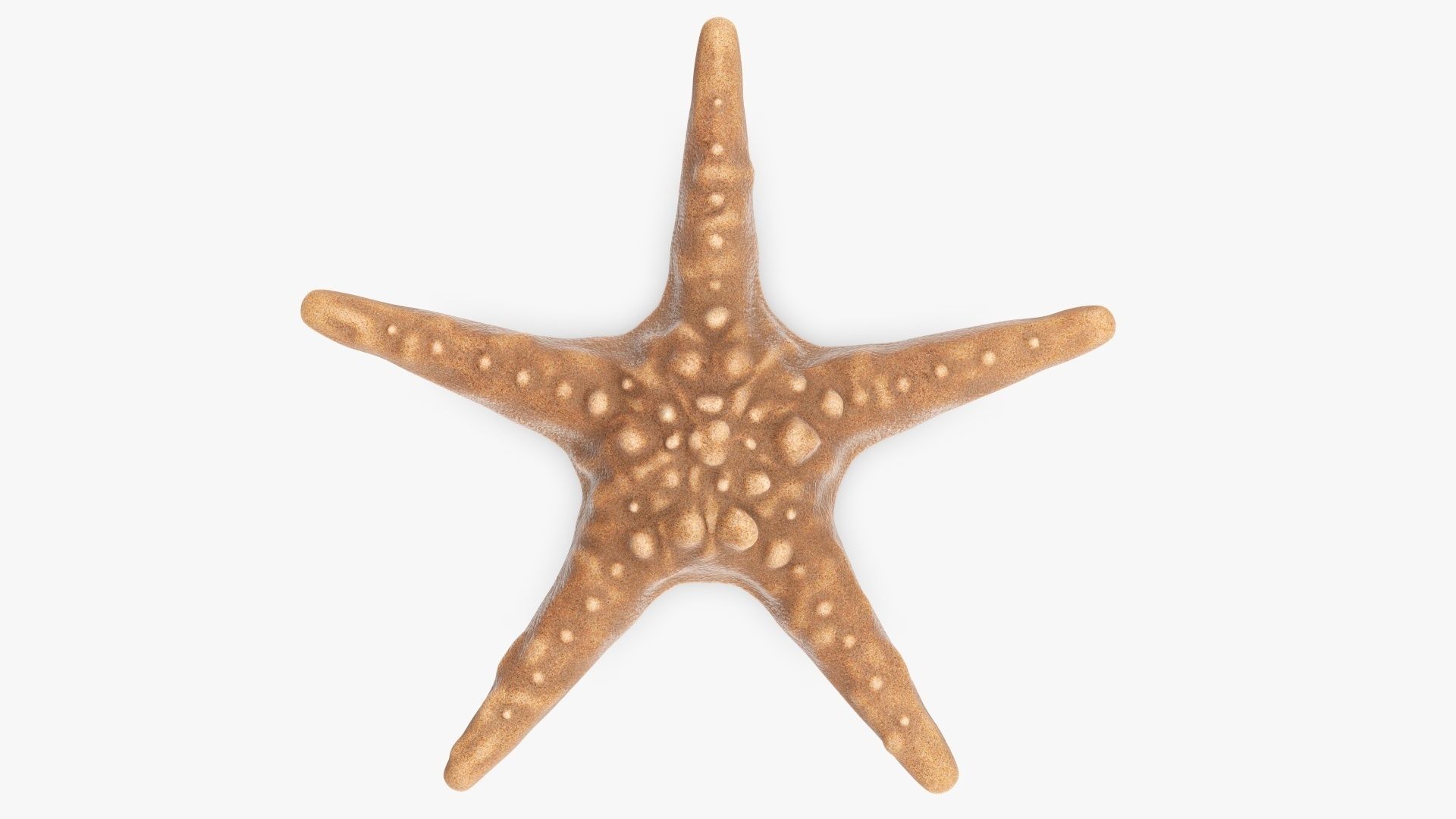 Sea star on a ground 3D model_3
