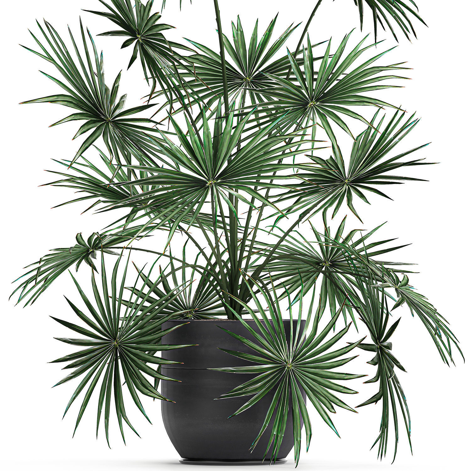 Decorative palm in a flowerpot 716 3D model_2