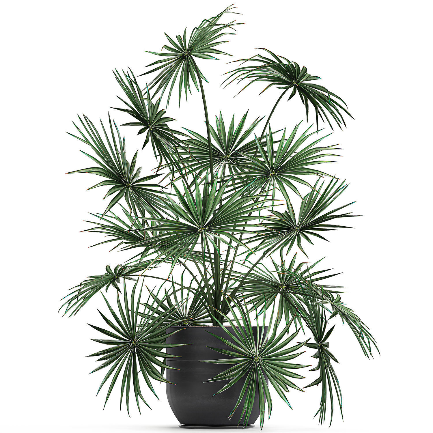 Decorative palm in a flowerpot 716 3D model_1