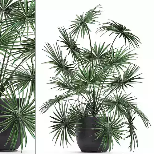 Decorative palm in a flowerpot 716 3D model