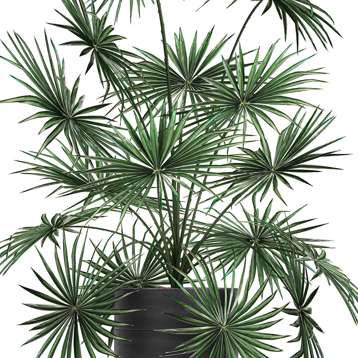 Decorative palm in a flowerpot 716 3D model_3