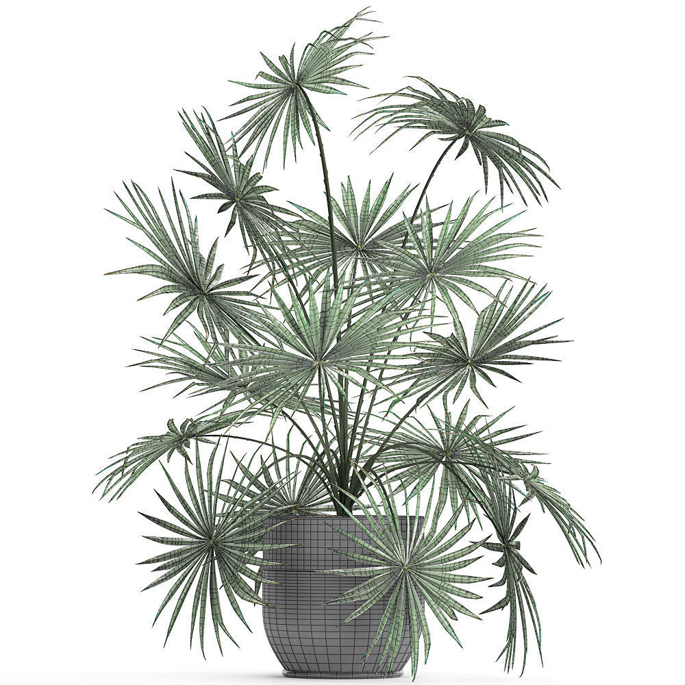 Decorative palm in a flowerpot 716 3D model_6