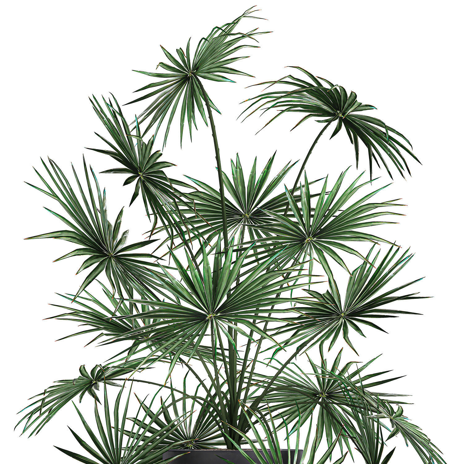 Decorative palm in a flowerpot 716 3D model_7