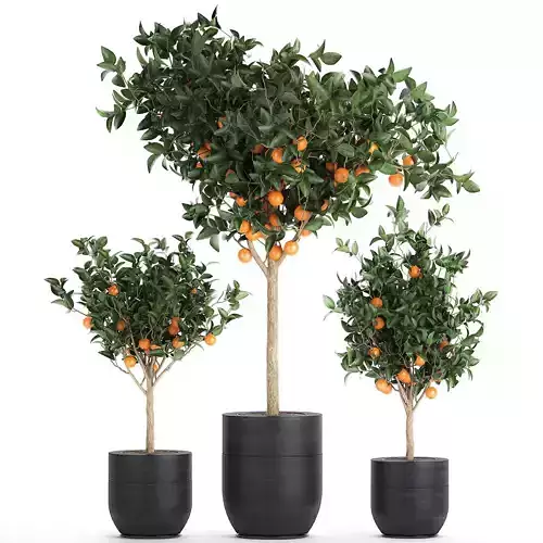Orange tree for the interior in black pot 717