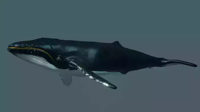 Humpback Whale rigged animated 3D model