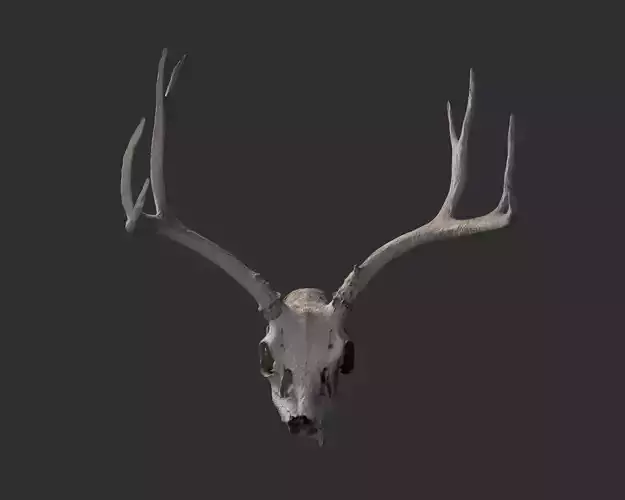 Deer skull