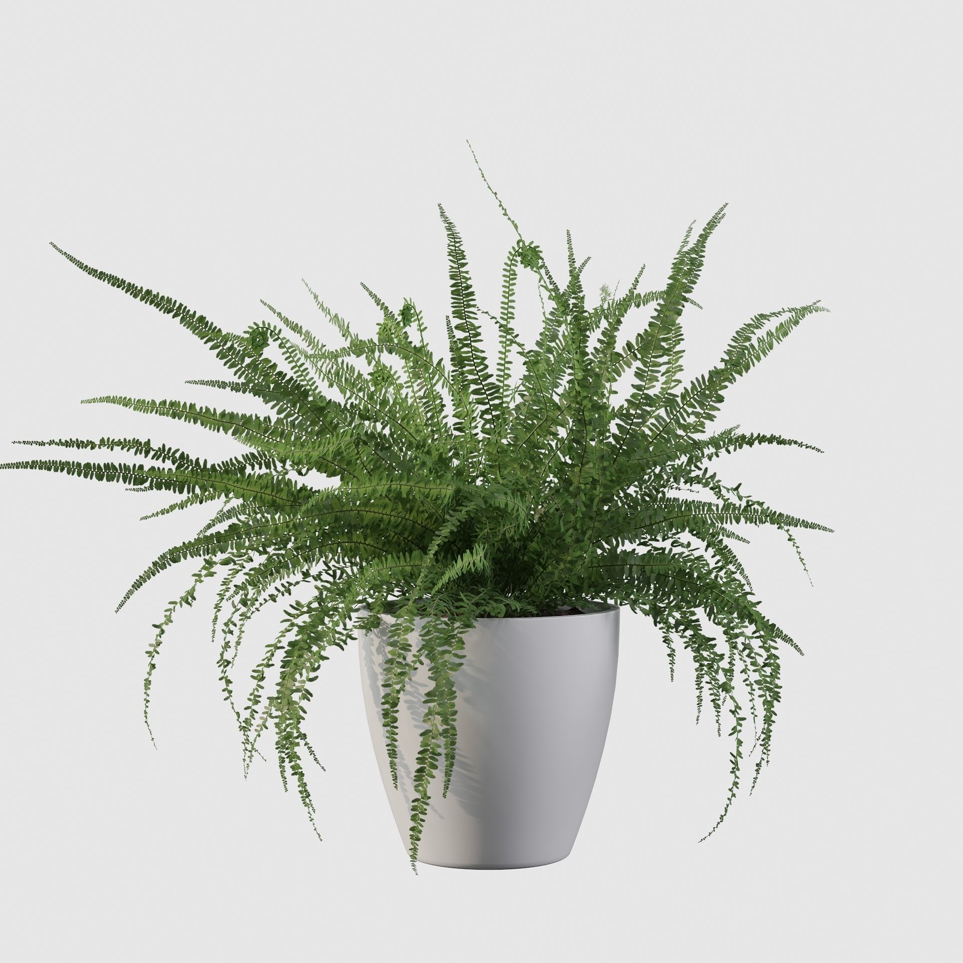 Fern in white pot 3D model_29