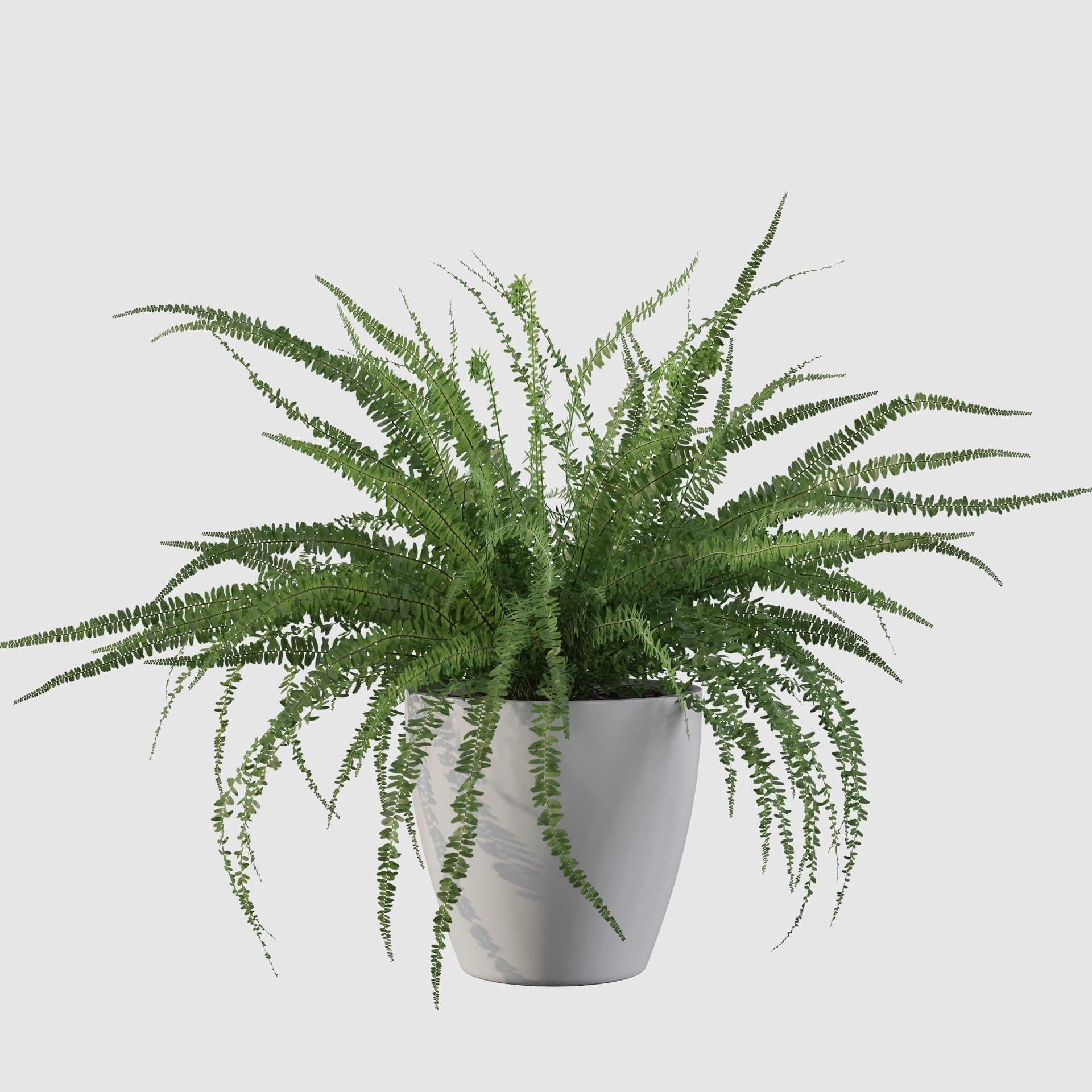 Fern in white pot 3D model_32