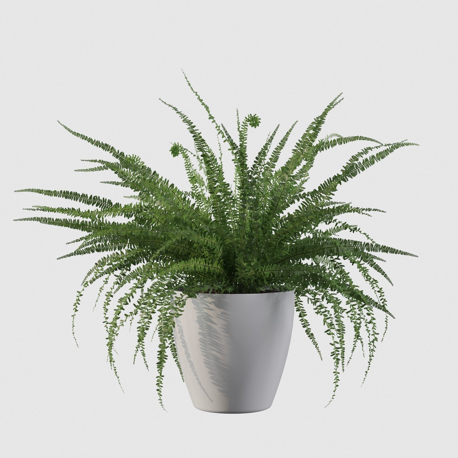 Fern in white pot 3D model_27