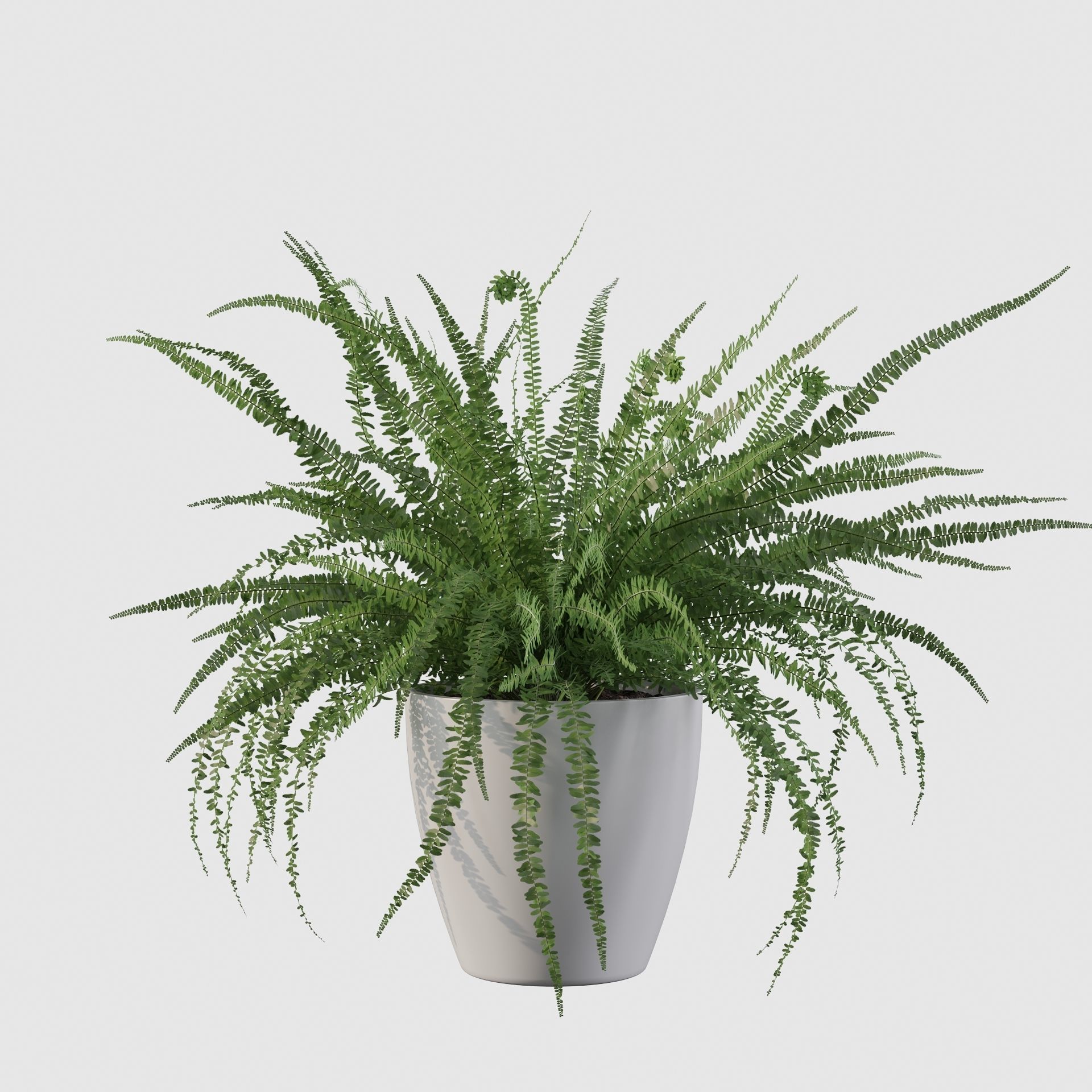 Fern in white pot 3D model_26