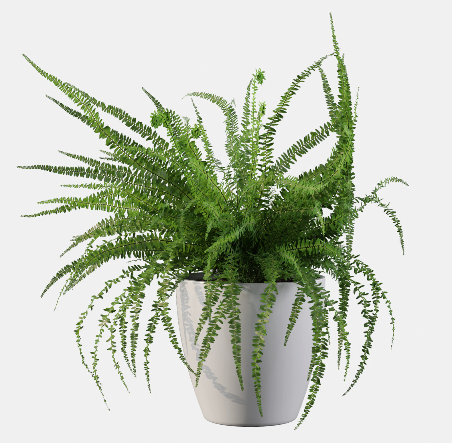 Fern in white pot 3D model_16