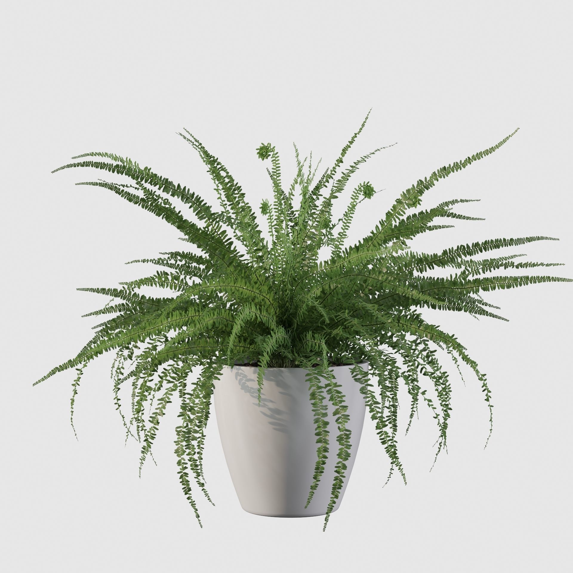 Fern in white pot 3D model_9
