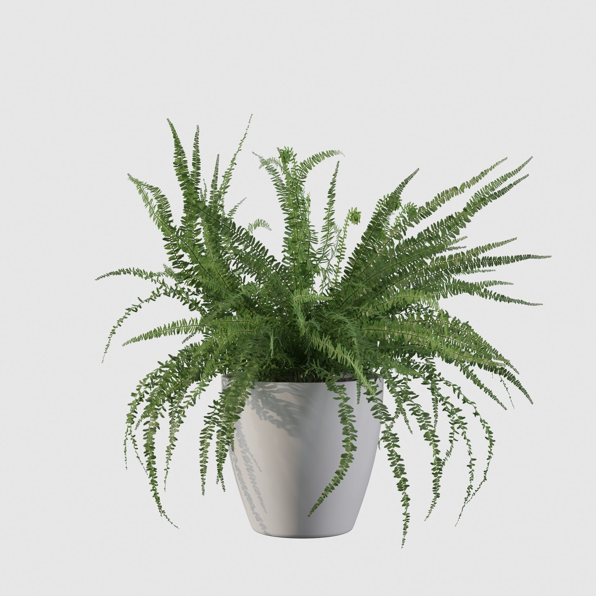 Fern in white pot 3D model_15