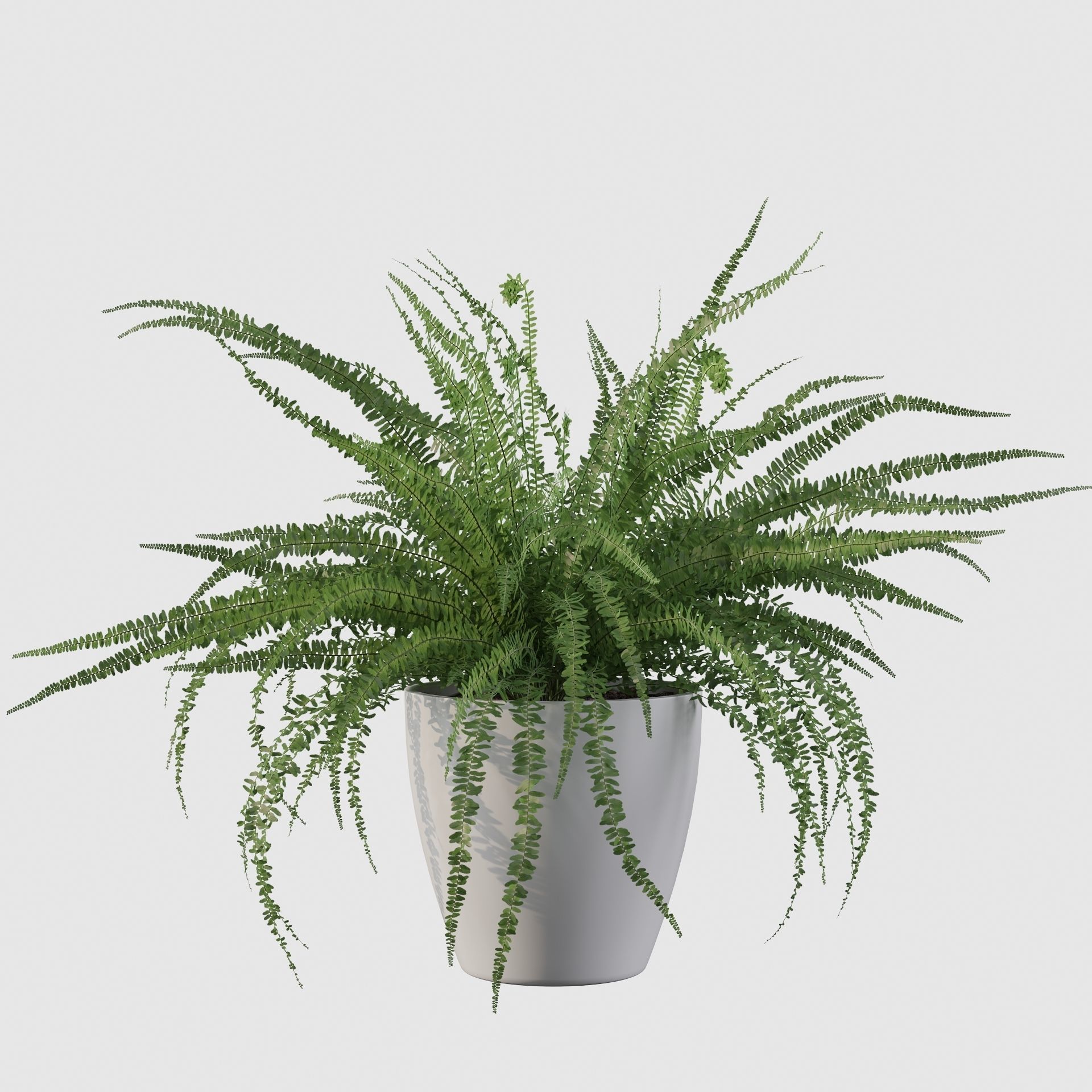 Fern in white pot 3D model_30