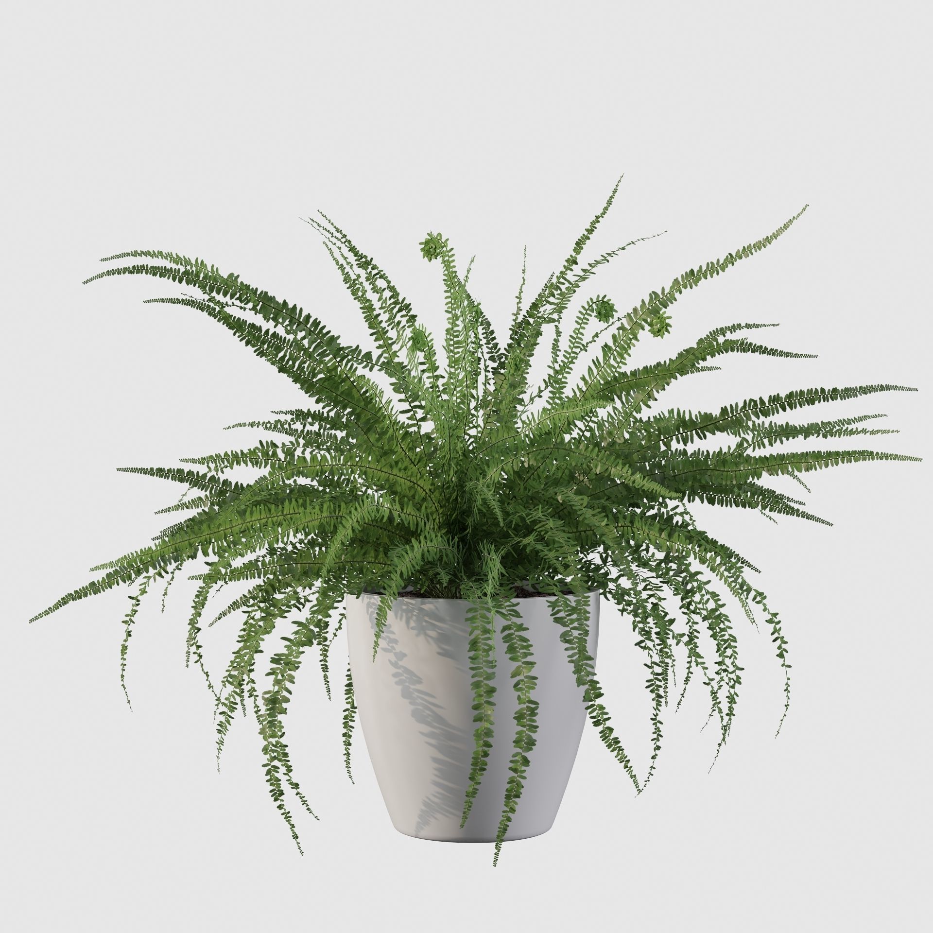 Fern in white pot 3D model_13