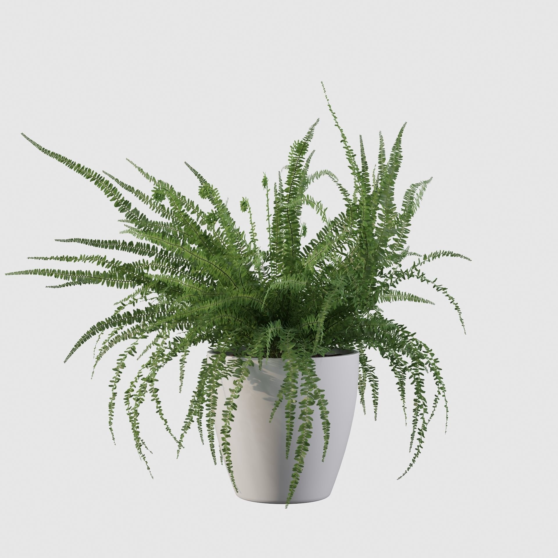 Fern in white pot 3D model_22