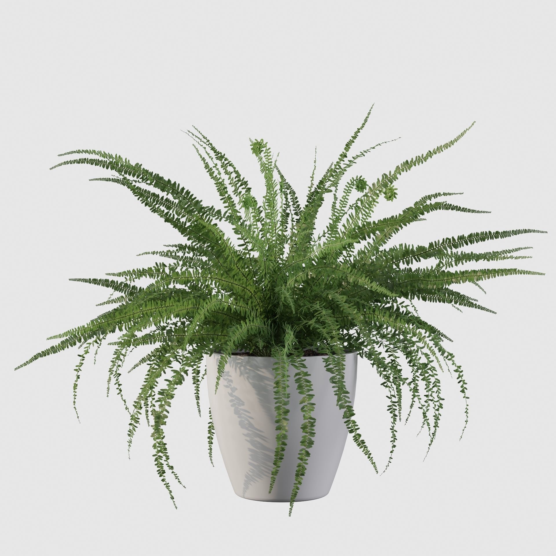 Fern in white pot 3D model_34