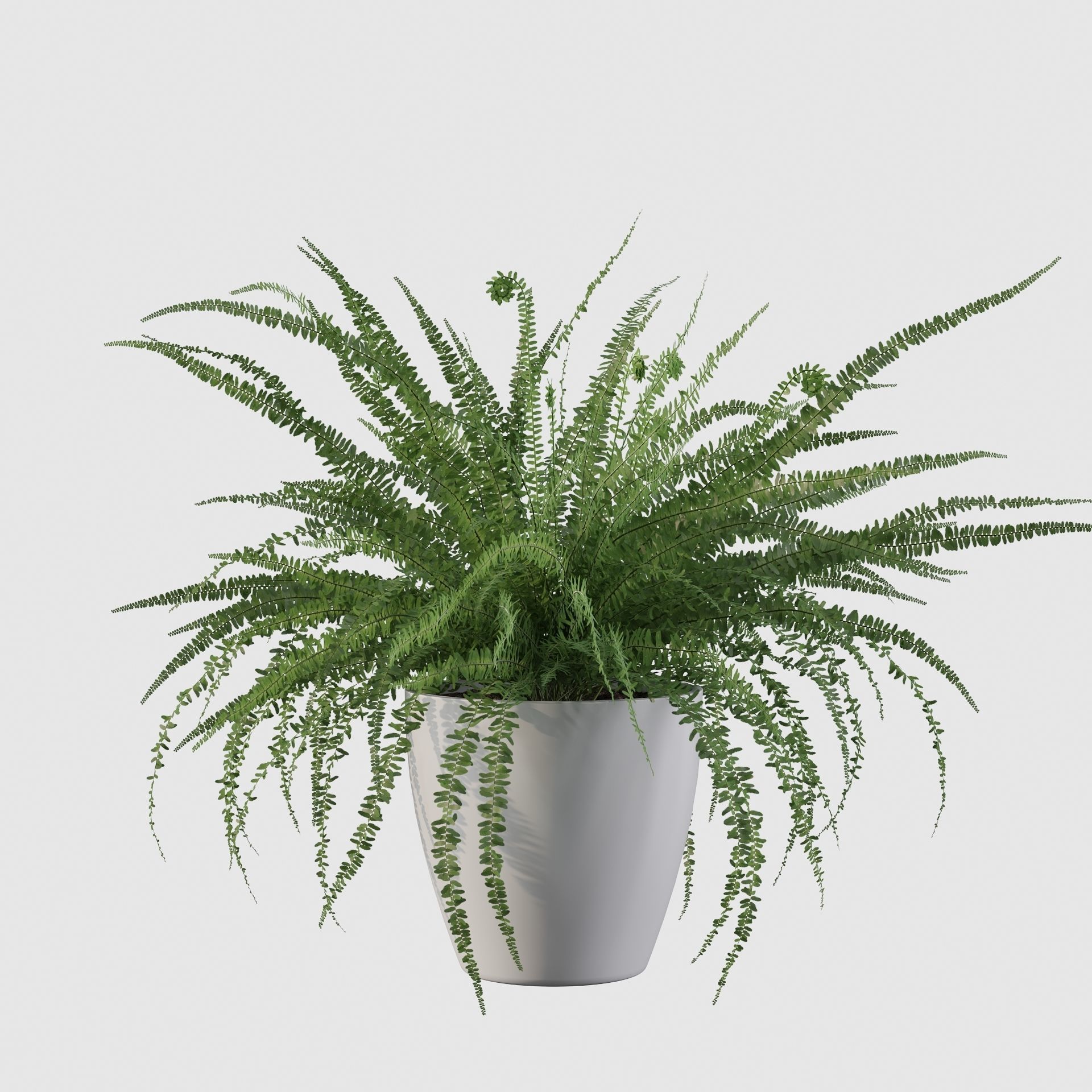 Fern in white pot 3D model_18