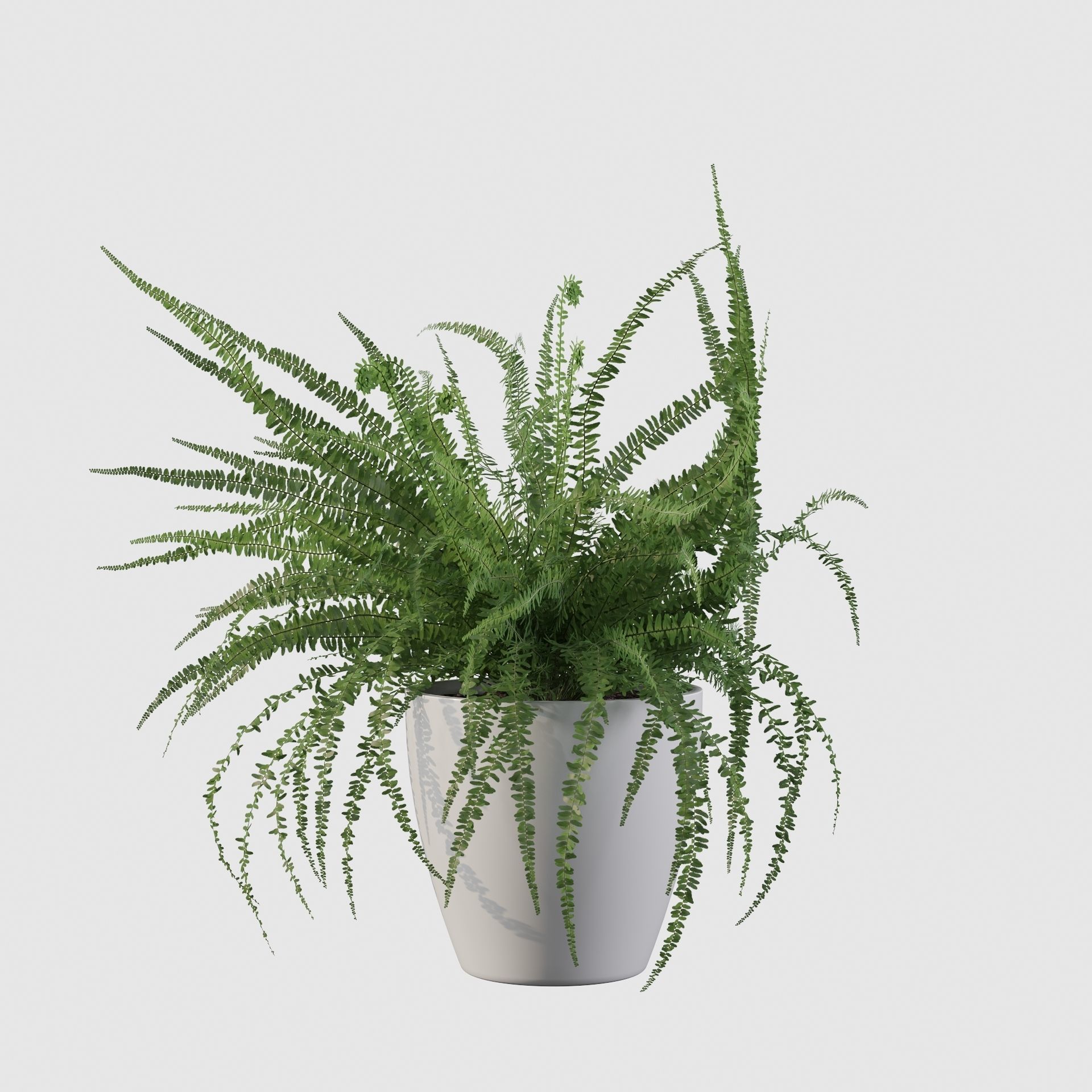 Fern in white pot 3D model_23