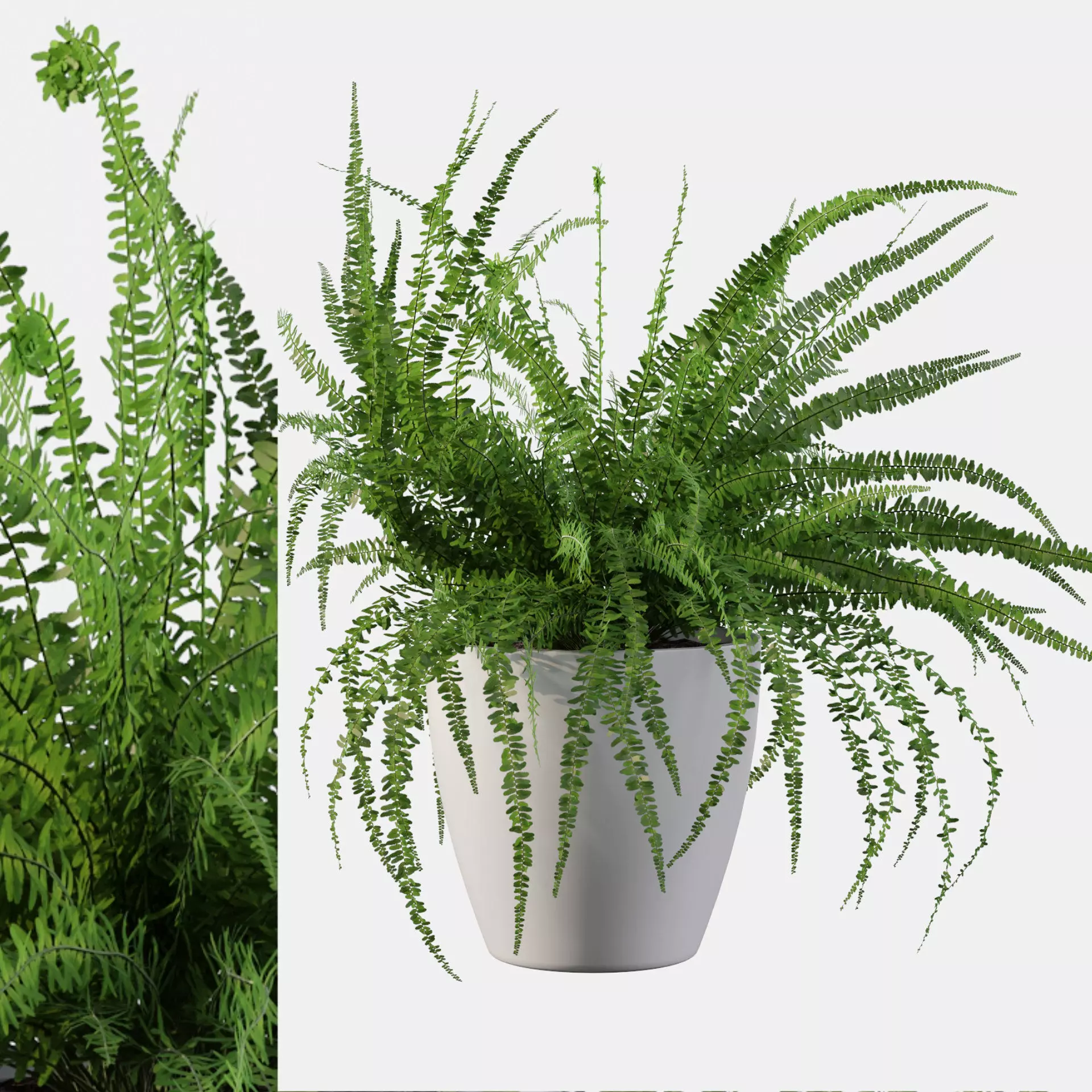 Fern in white pot 3D model_0