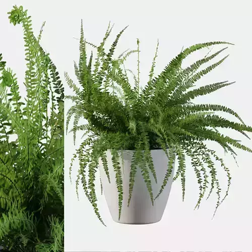 Fern in white pot 3D model