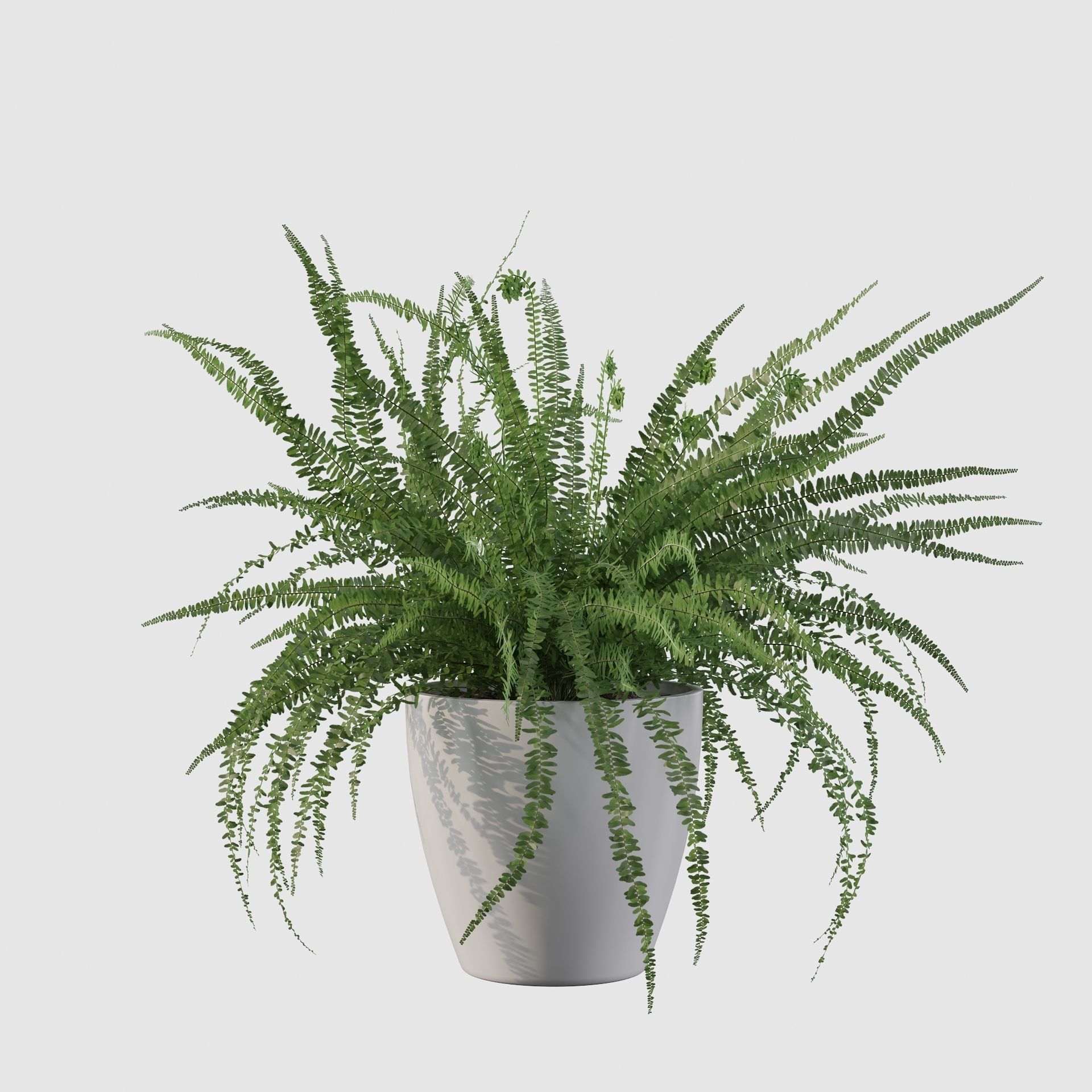 Fern in white pot 3D model_19