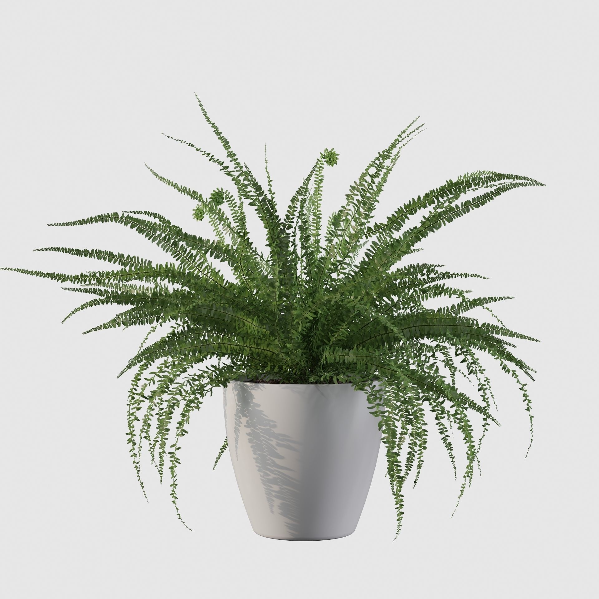 Fern in white pot 3D model_20