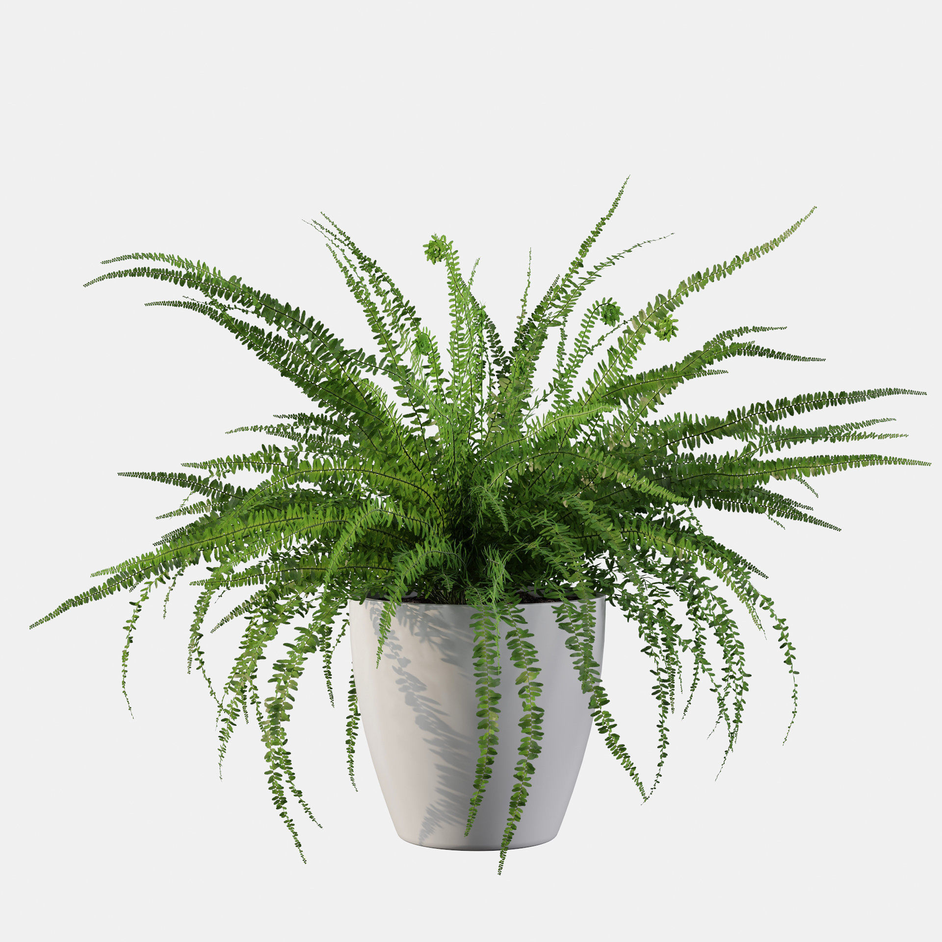 Fern in white pot 3D model_14