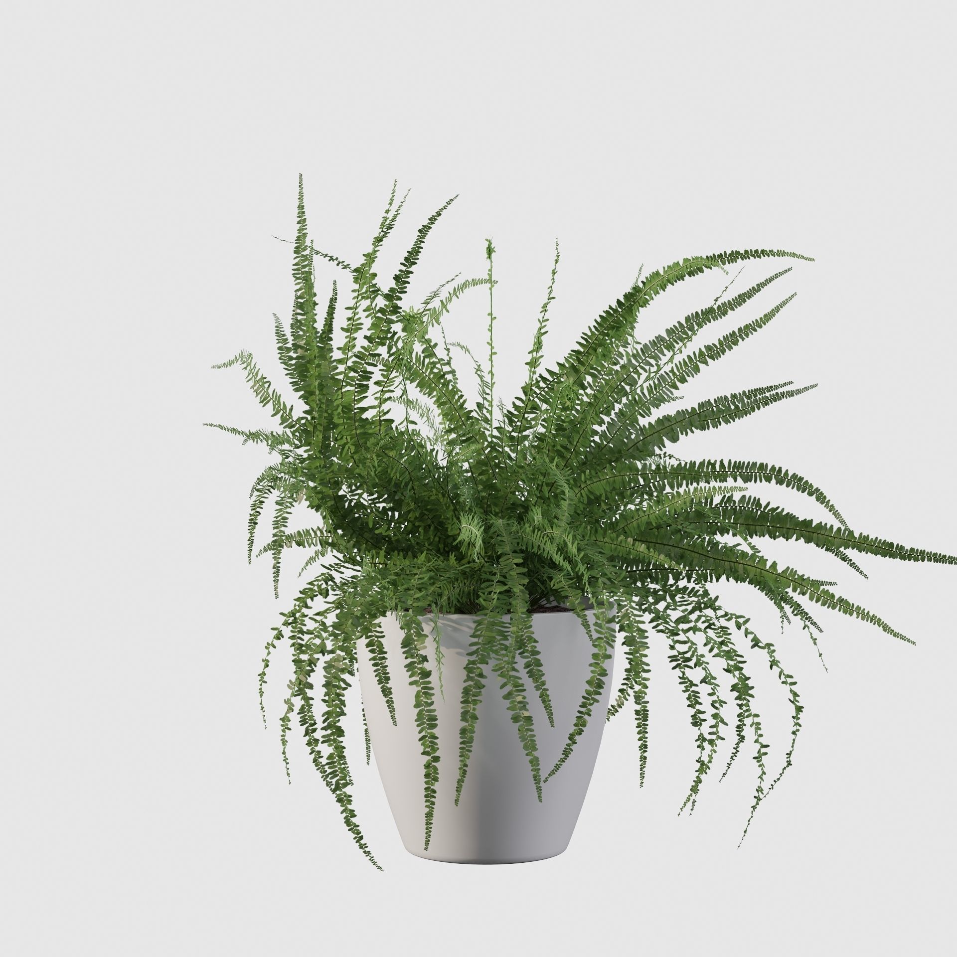Fern in white pot 3D model_17