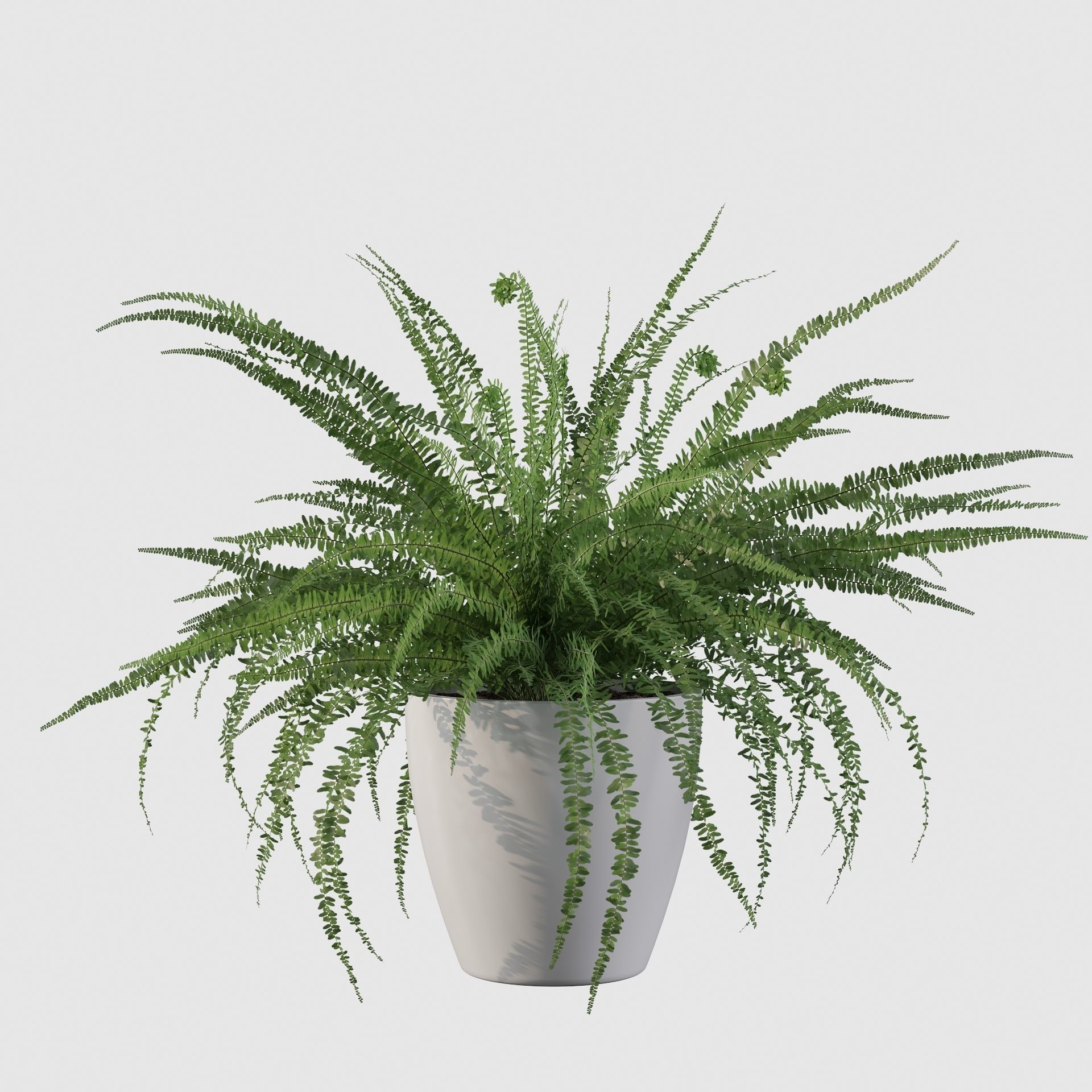 Fern in white pot 3D model_12